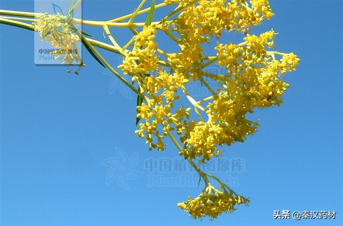 白花败酱草拉丁学名,多年生调味植物