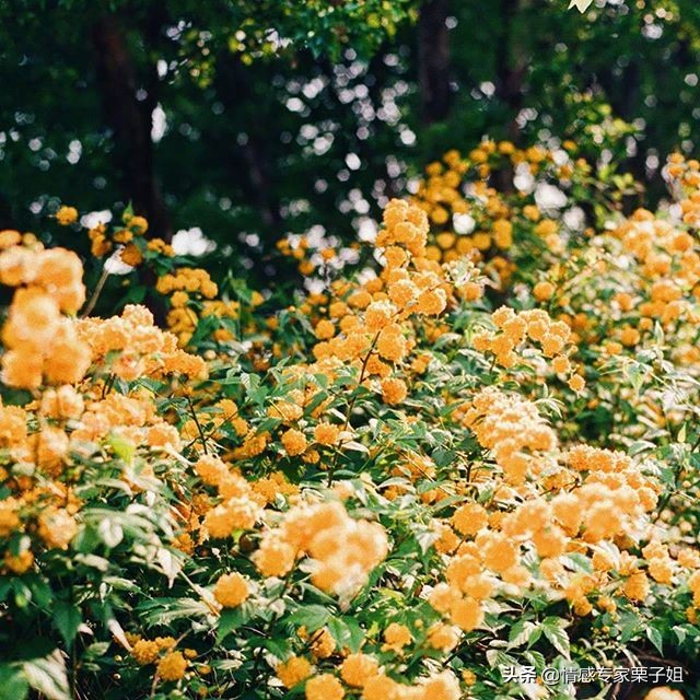 情感咨询|栗子姐每日情感问答（0304）