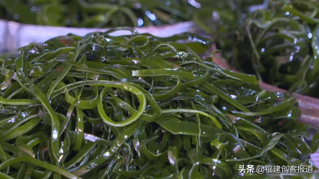 海带采收,海带收割最新视频