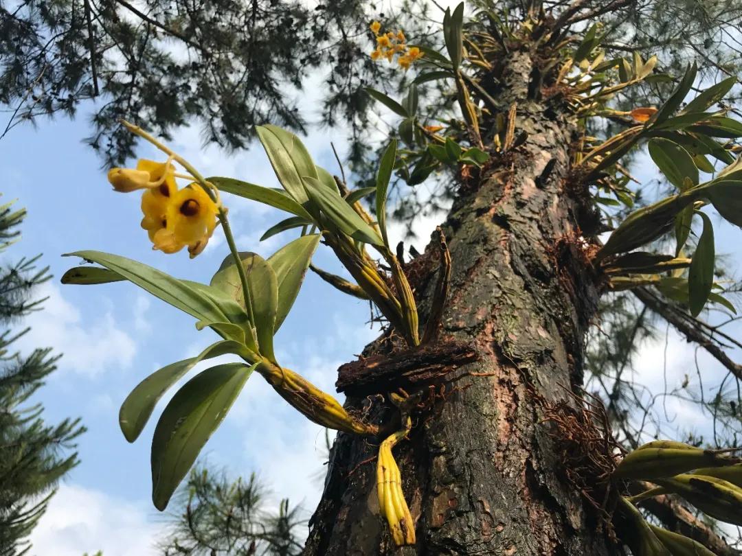 硬核整顿！高清中药教材原植物彩*图色**谱（四期）