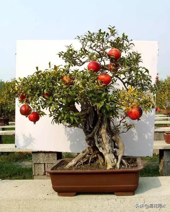 石榴盆景教程,石榴盆景养护小视频