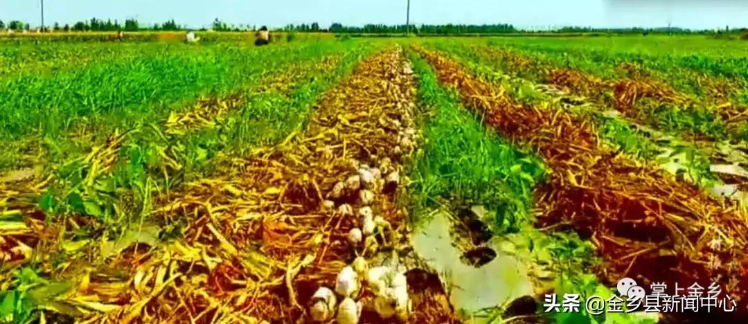 红五月邀请函,红色主题邀请函