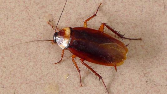 世界上最恐怖的20种虫子,世界上最恐怖的虫子无人能逃过