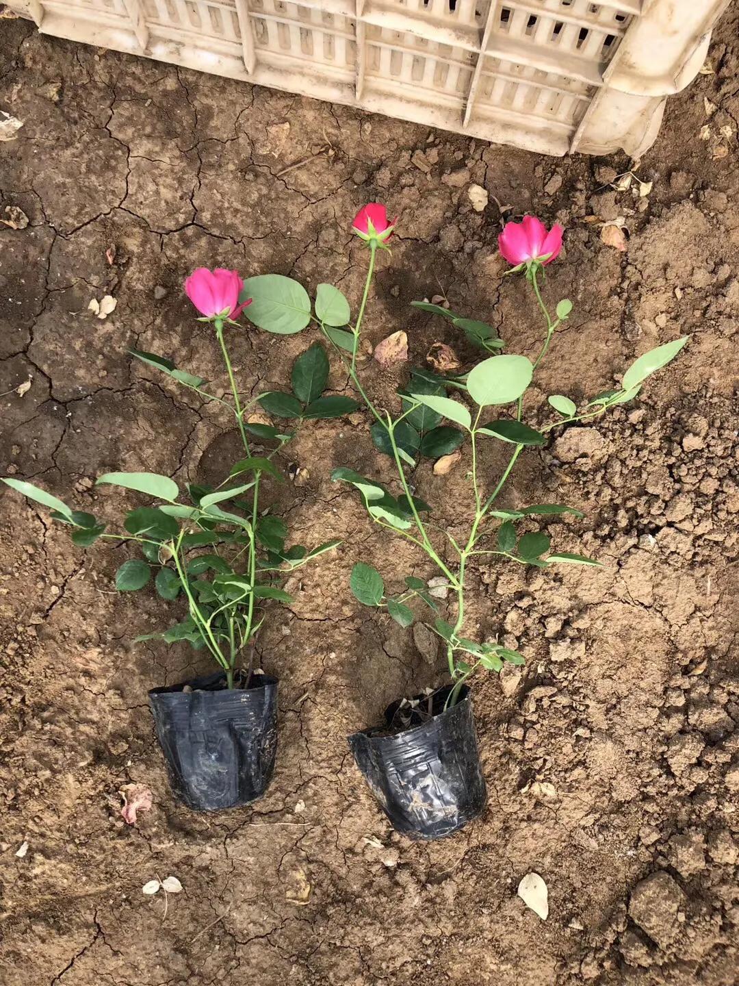 景富花卉苗木基地,培坤绿化苗木