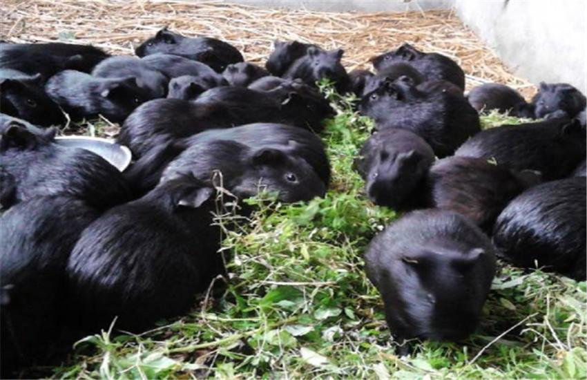 黑豚鼠养殖方法和注意事项,黑豚鼠养殖技术与疾病的关系图