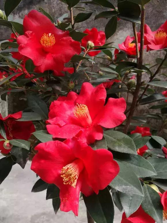 君子兰保命方法,君子兰神奇之处