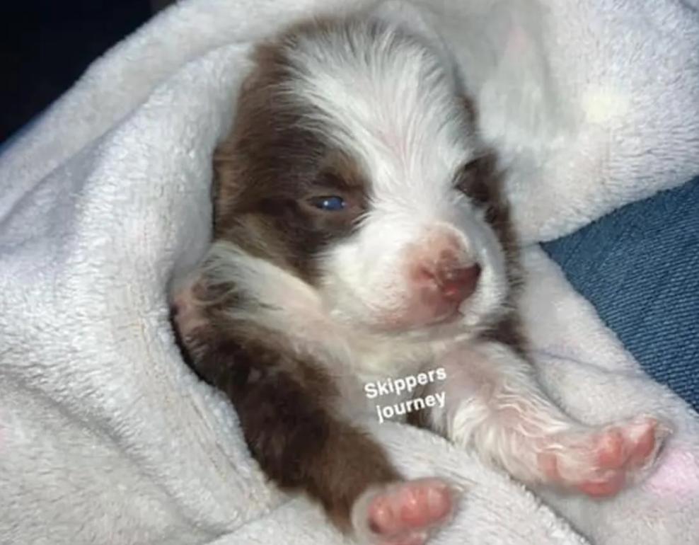 刚出生的小狗有只手畸形,小狗一出生就有六条腿两个尾巴