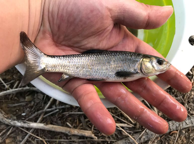 洪水冲出一个800斤的鲶鱼,湖南怀化草鱼