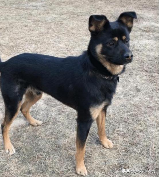 体型小好养不掉毛的中华田园犬,中华田园犬四眼铁包金长大什么样