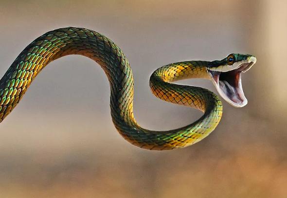 雄黄粉能驱蛇吗对人畜有无危害,蛇为什么害怕雄黄粉