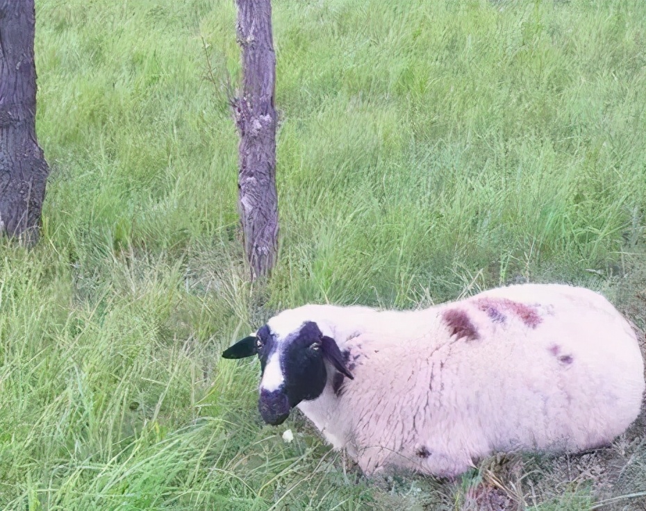 十八线主播,东营十八线小主播