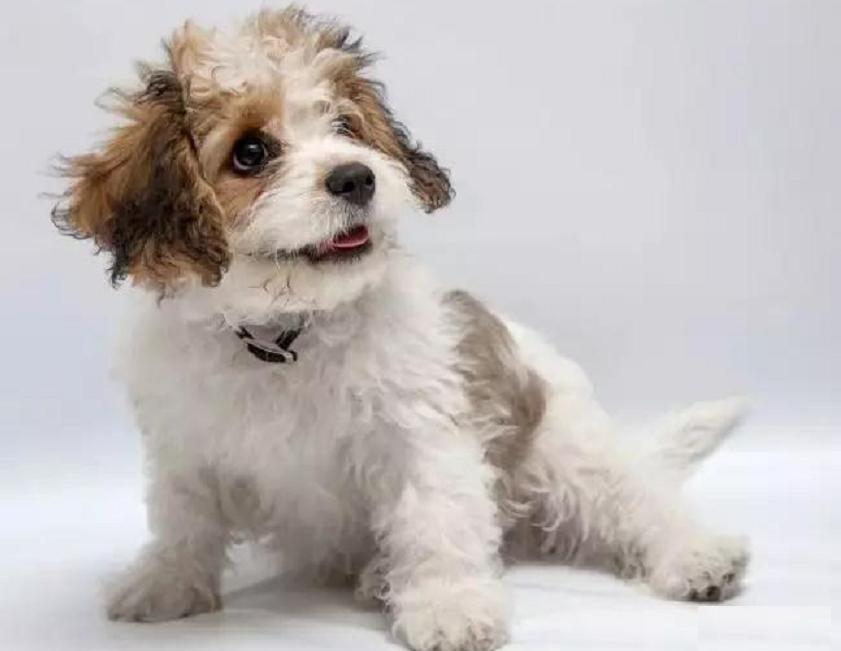 串串狗是什么犬种,串串狗到底是什么犬种