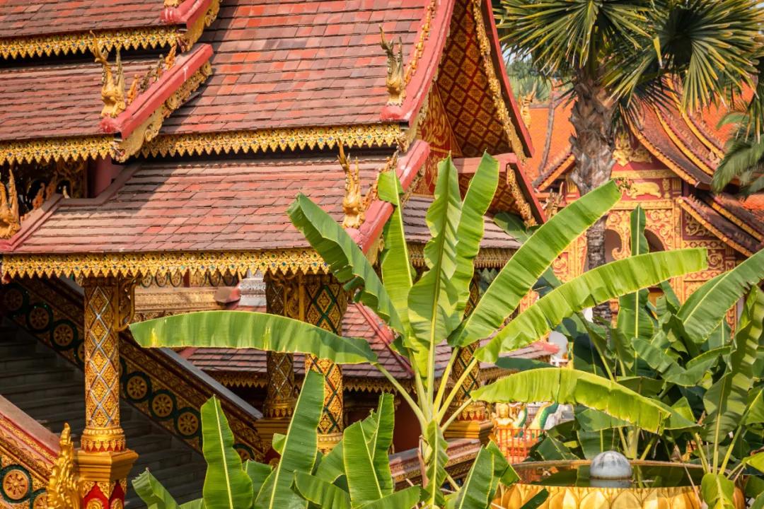 泰国西双版纳旅行,西双版纳基诺山热带雨林徒步
