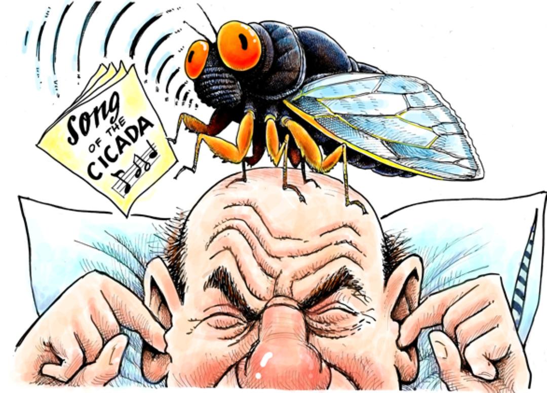 蝉发出的高音，比除夕夜鞭炮声还大，相当于波音747从身边飞过