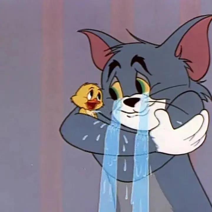 在宿舍养猫很后悔,为什么不能在宿舍养猫