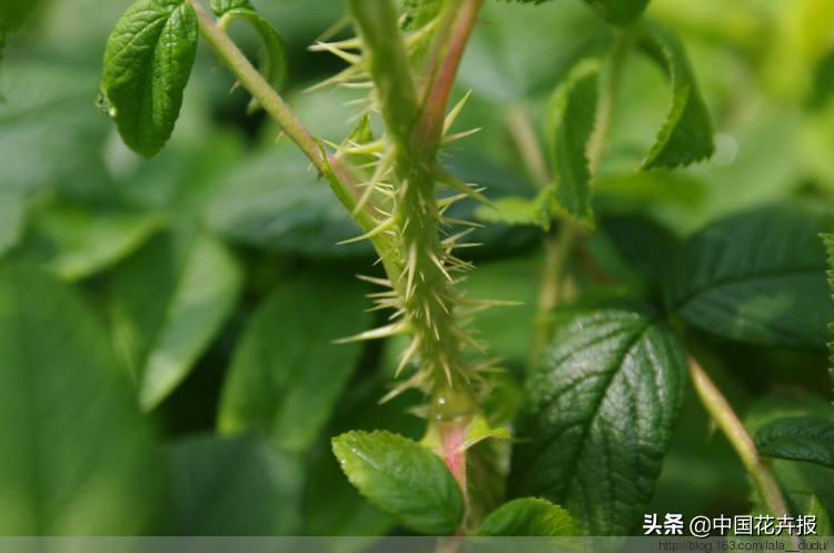 充满玫瑰花香的鲜花饼你吃过吗,各种玫瑰鲜花饼推荐
