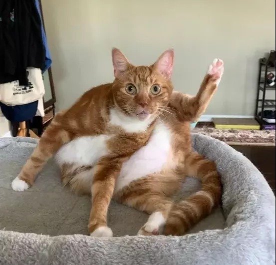 遛狗搞笑图片把主人鞋都追掉,遛狗被猫砸中