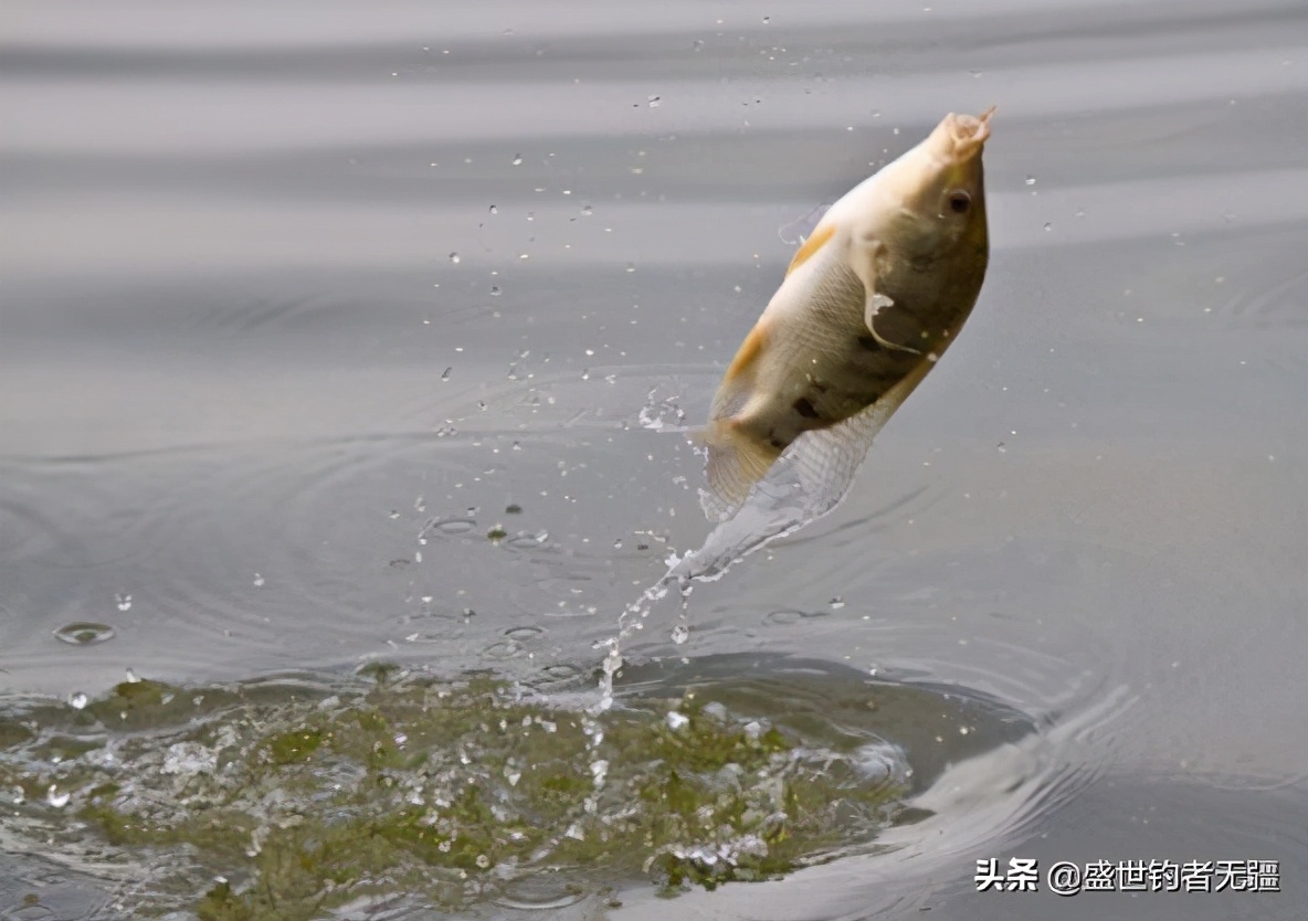 冬季传统钓朝天钩用几号线组合适,贾老抠冬季钓回锅鱼线组最佳搭配