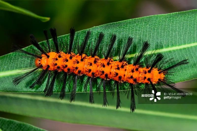 小伙随手捏死一只虫，一觉醒来满脸脓包！这些虫不能拍，严重可致命
