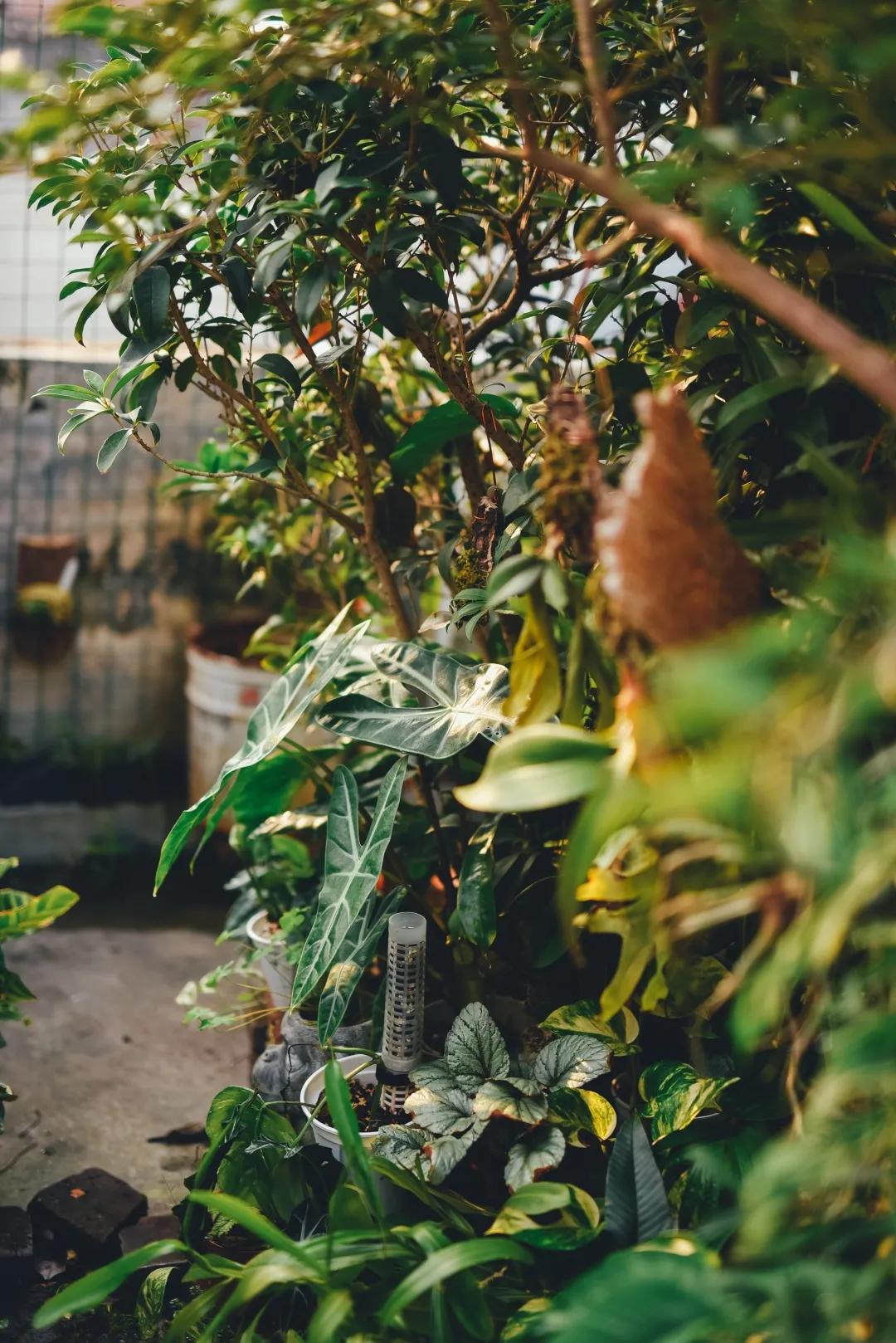 没花园怎么种花？从东北到广东，4位大神在室内种出植物园，绝美