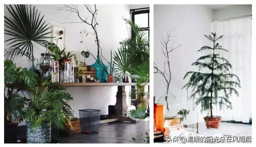 家居室内绿植选什么,适合新家的室内植物