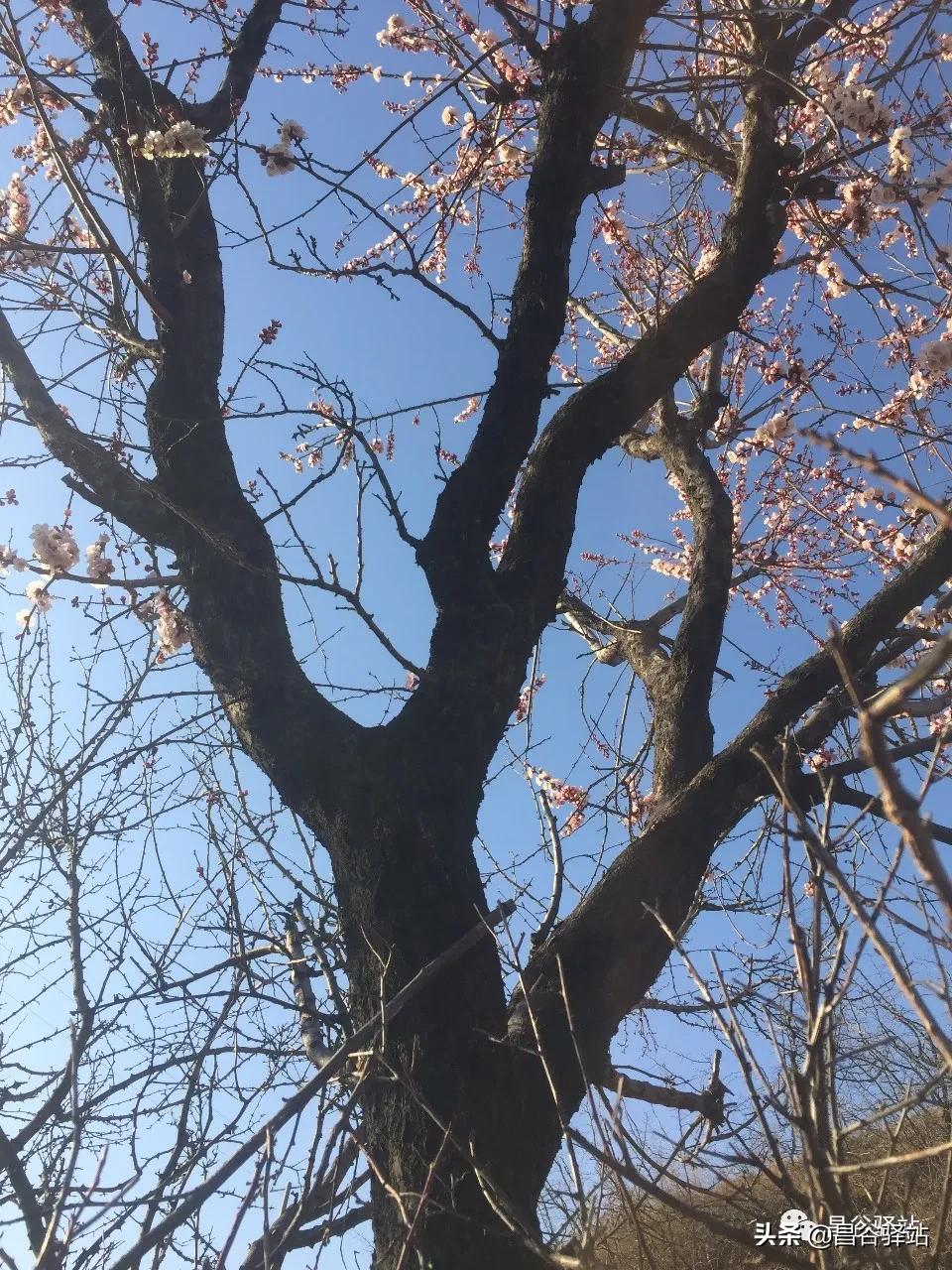 山花烂漫中条山之山杏花开树树梅