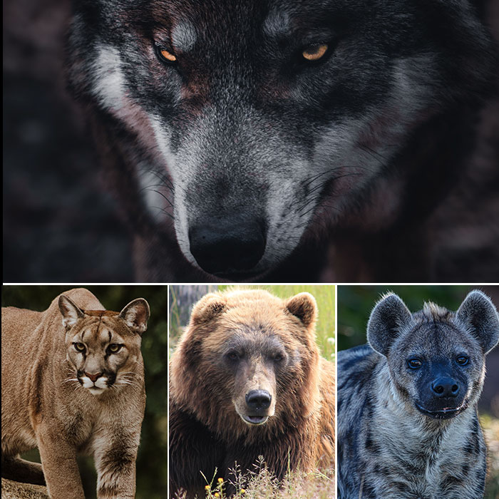 老虎狼群vs狮子鬣狗群,雄狮群与鬣狗群展开大战