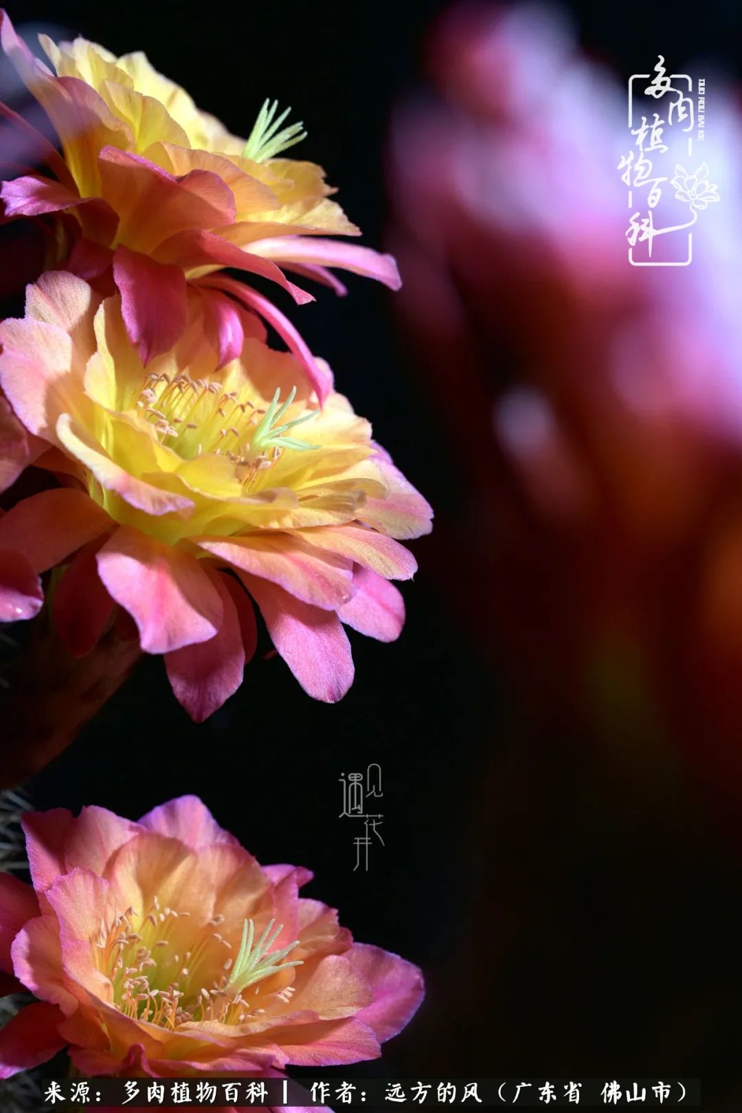 那些花儿在每个角落静静为你开着,那些花儿在每个角落静静地绽放