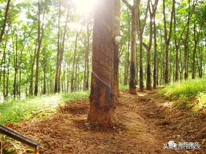 海南第一棵橡胶树,海南橡胶树的由来