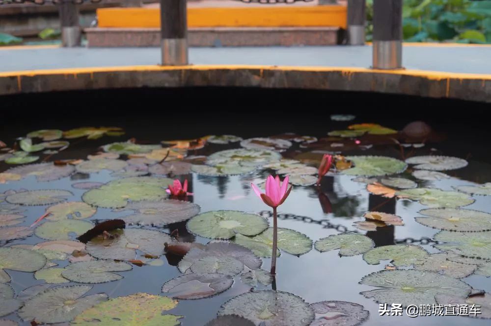 深圳八大主题公园免费开放,深圳遛娃50个必去的主题公园