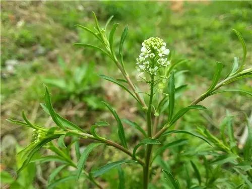 那些常见却叫不上名字的野花野草,常见的野花野草却是农家之宝