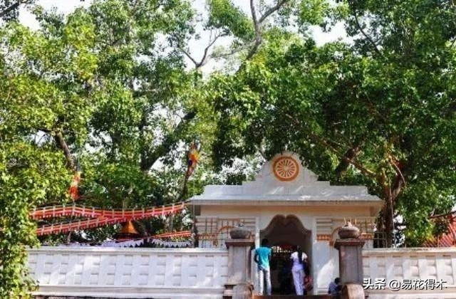 佛教的五树六花指的是什么,佛教五树六花是哪些植物