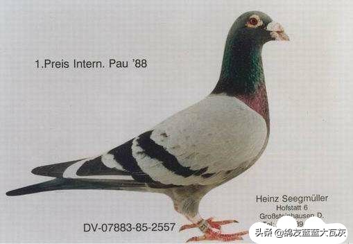 西格穆勒鸽配什么血统能飞,西格穆勒鸽系的主要特征