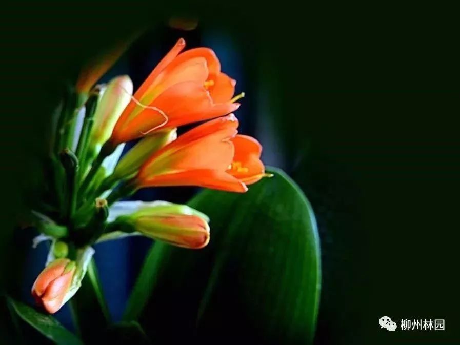 父亲节折什么花给父亲好,父亲节送给父亲什么