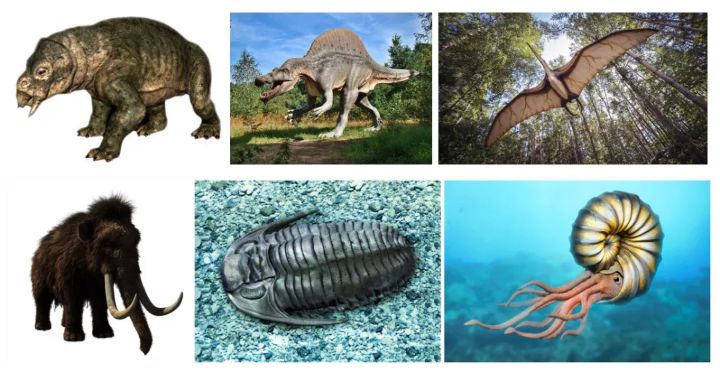 百科英语|甲龙：我自有盔甲，大型食肉龙也不怕