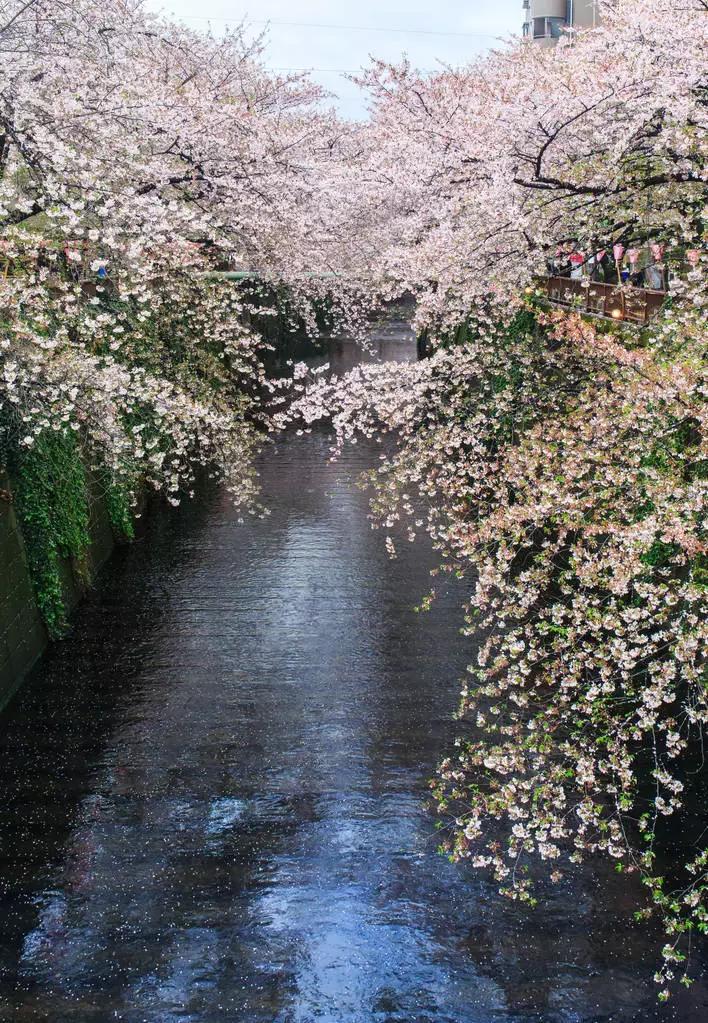 日本樱花季具体时间,日本樱花几月份去最好