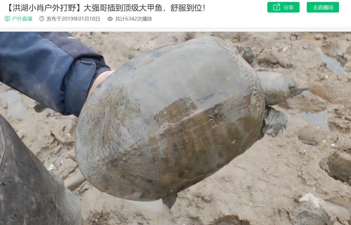 斗鱼直播洪湖小肖打野,熊猫洪湖小肖直播回放