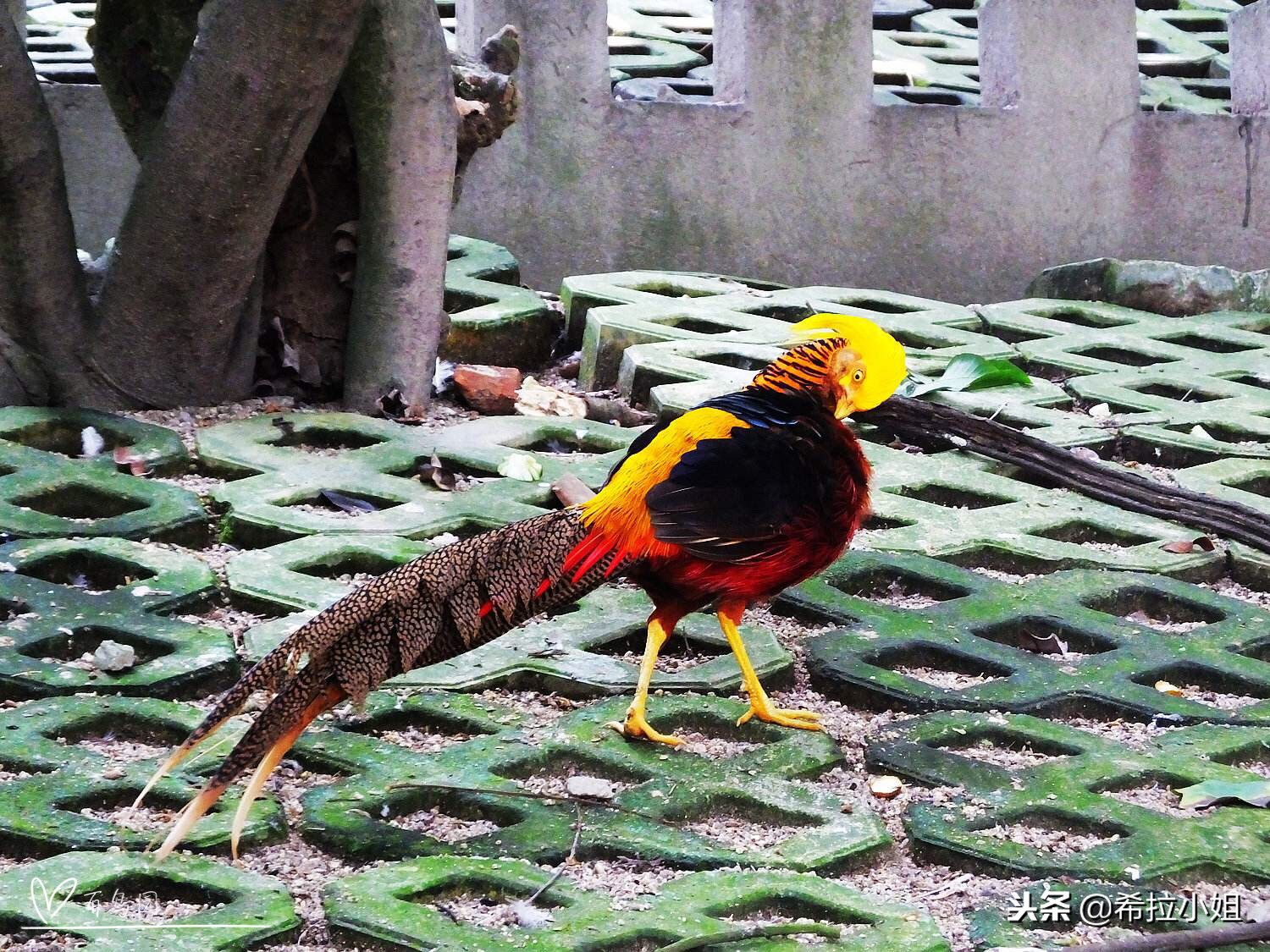 鼓浪屿最美打卡,鼓浪屿最美岛屿图片
