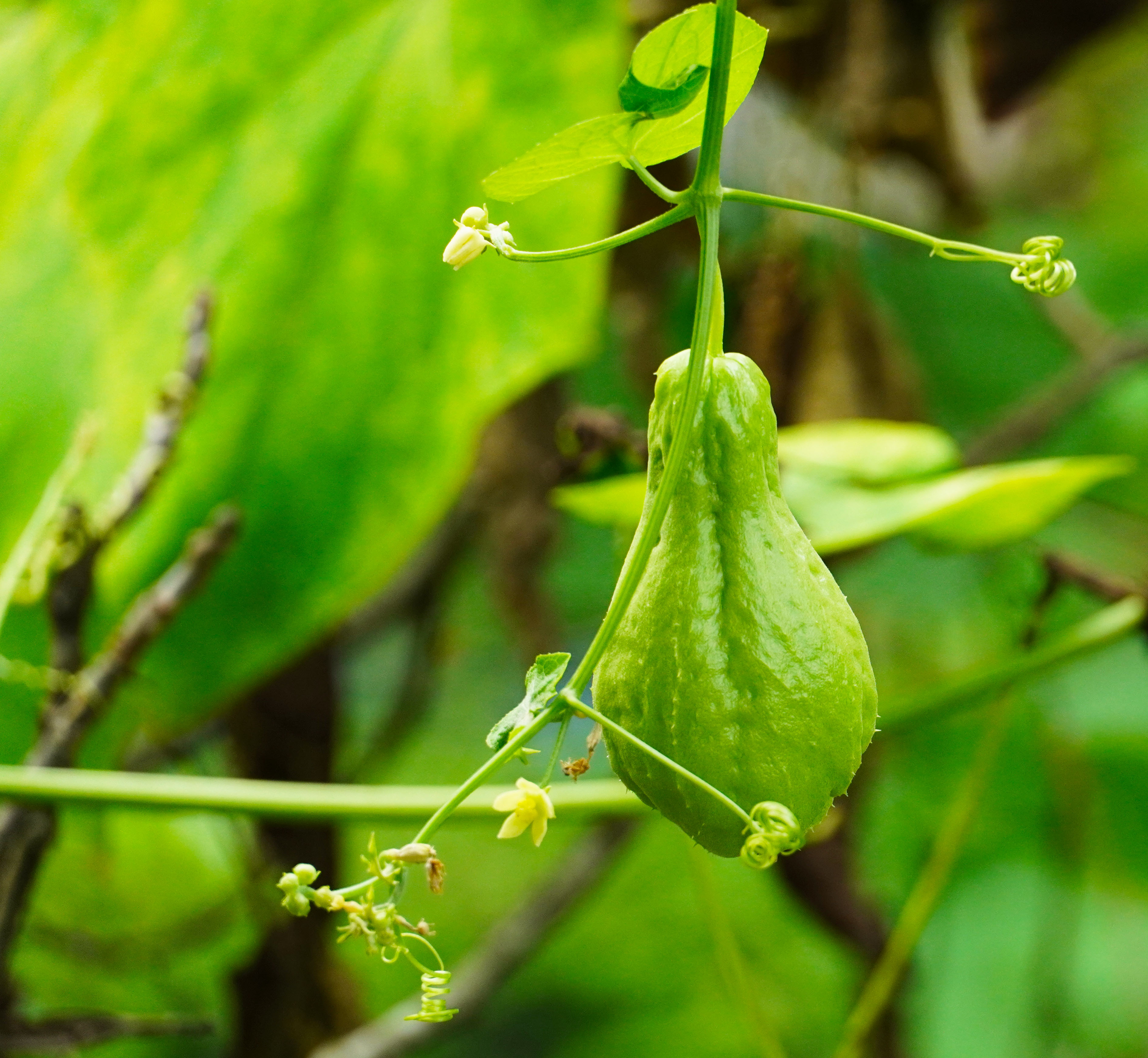 乡里南瓜子土特产,农家土特产南瓜子