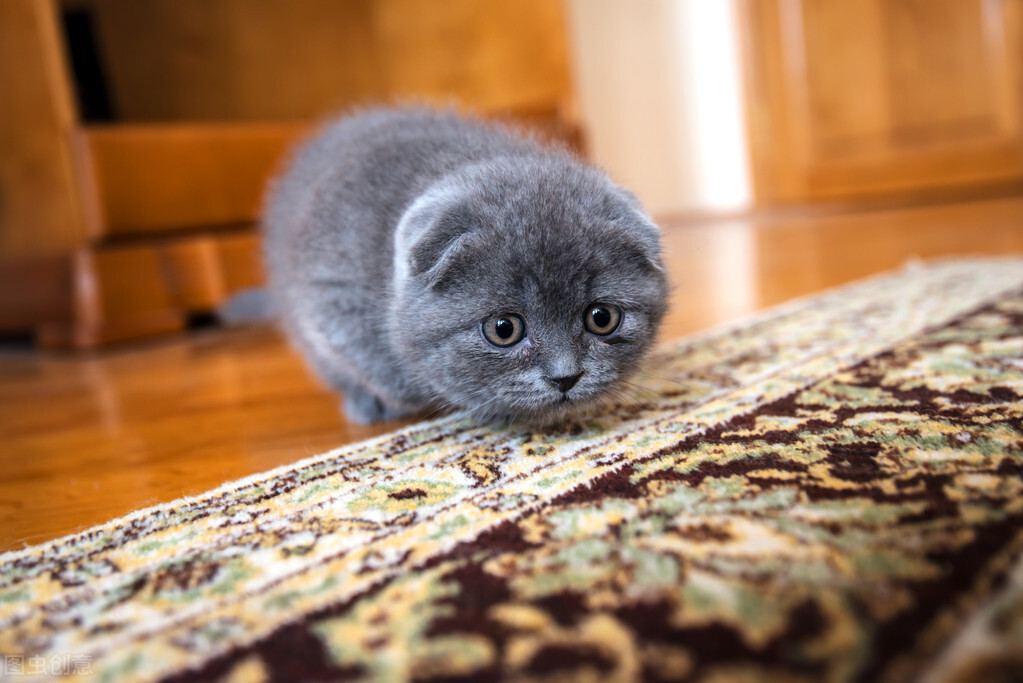 新手养小猫要注意什么,新手养猫还是养狗好一点