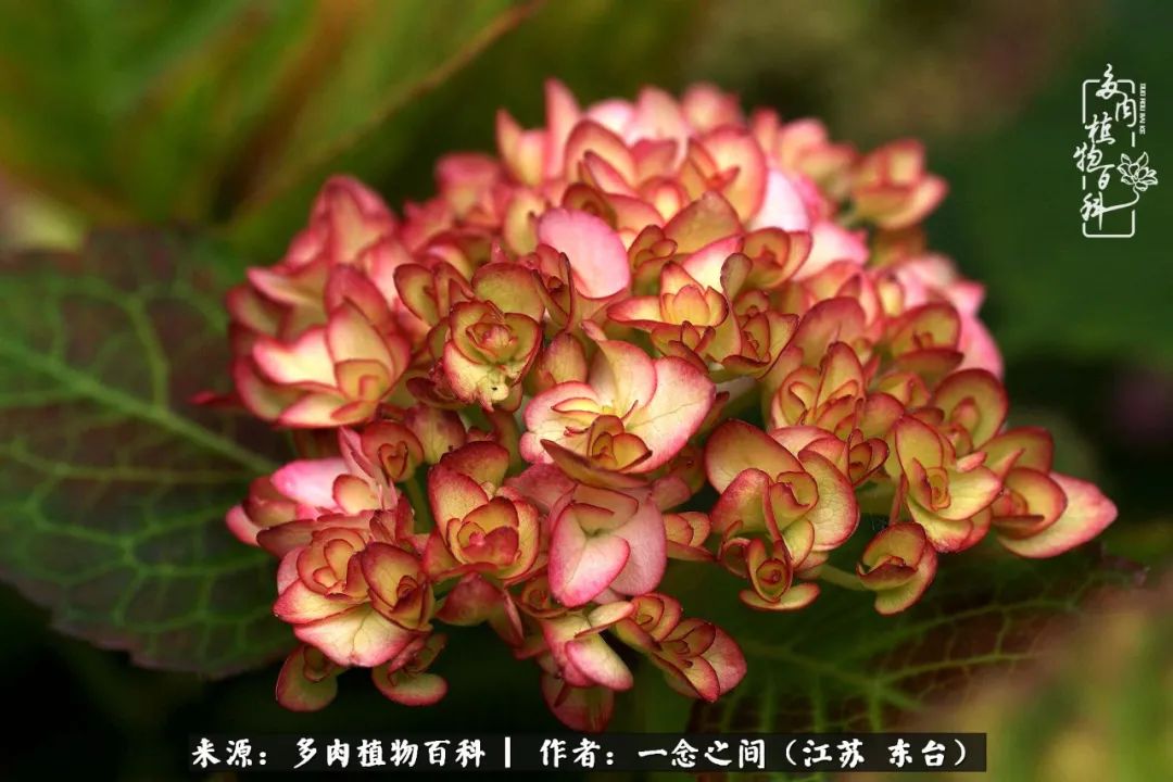 遇见花开蓝莓糖,遇见花开蔬菜沙拉酱