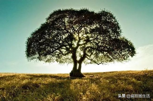 致橡树最好的部分,致橡树最好的爱情是与你并肩站立