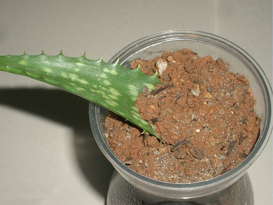 花卉扦插方法教程图解,怎么插一枝花教程简单