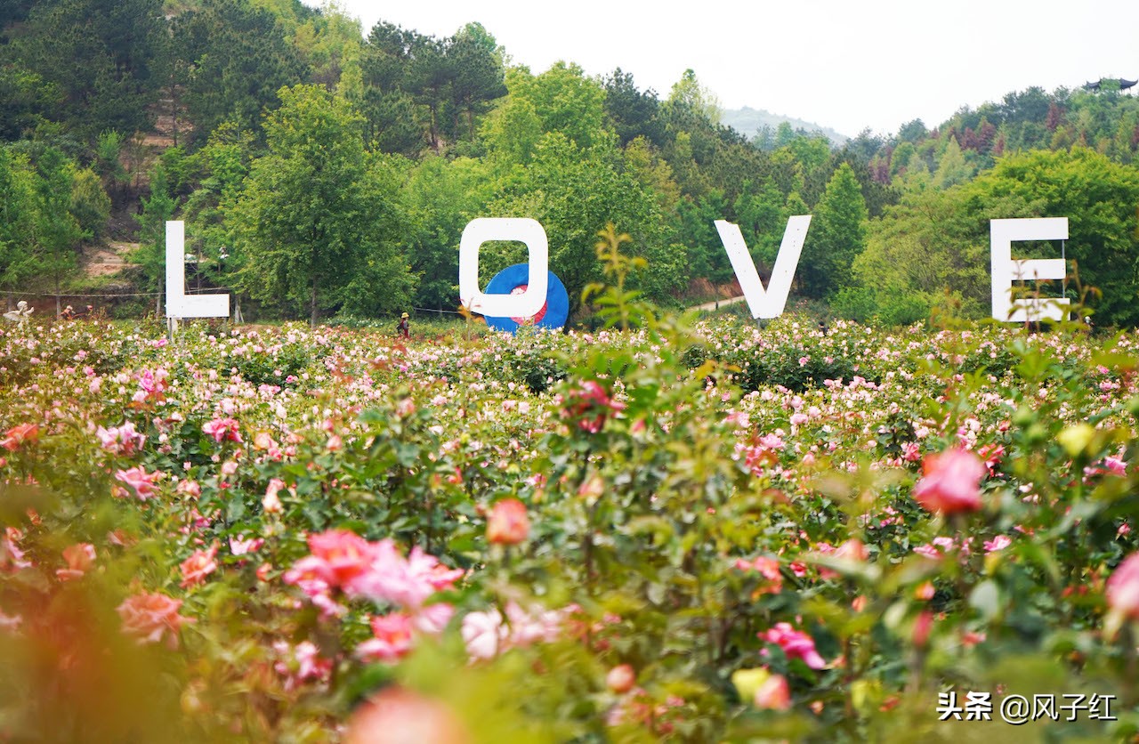华中最大的玫瑰花园,中国最大的玫瑰花海