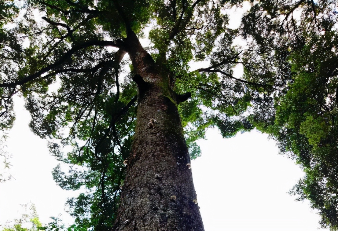 最上层的古代金丝楠木的价格,一棵50年金丝楠木现在市价多少