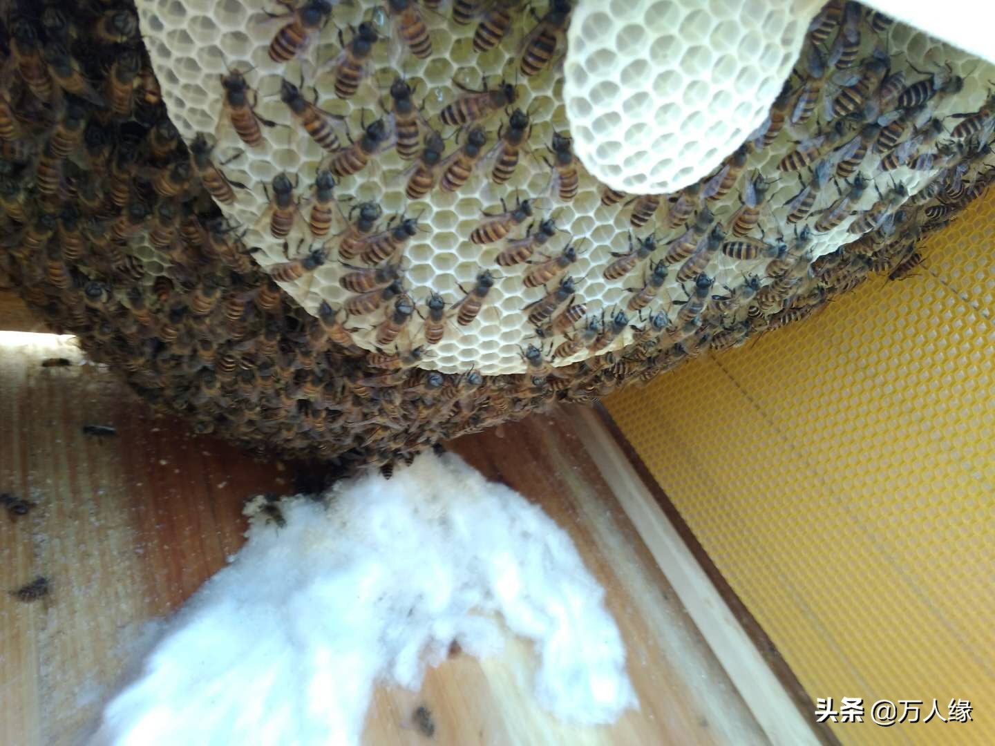 你知道蜜蜂一生要经历几个过程吗,蜜蜂的一生都在干些什么