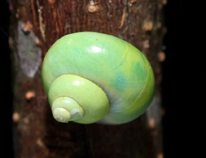 青山蜗牛：超可爱！我见青山多妩媚，料青山见我应如是。