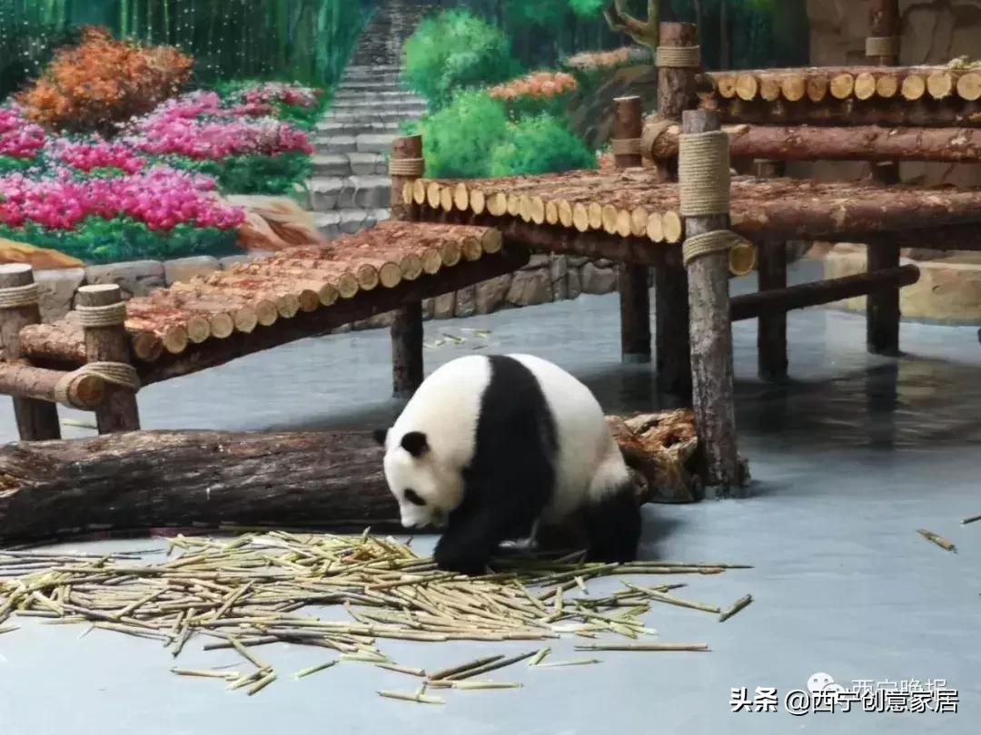 西宁熊猫馆门票可以多次进入吗,西宁熊猫馆门票多少钱