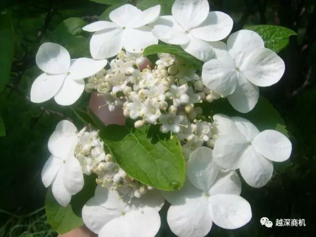 中国各大城市市花介绍,全国56市市花太美了的视频