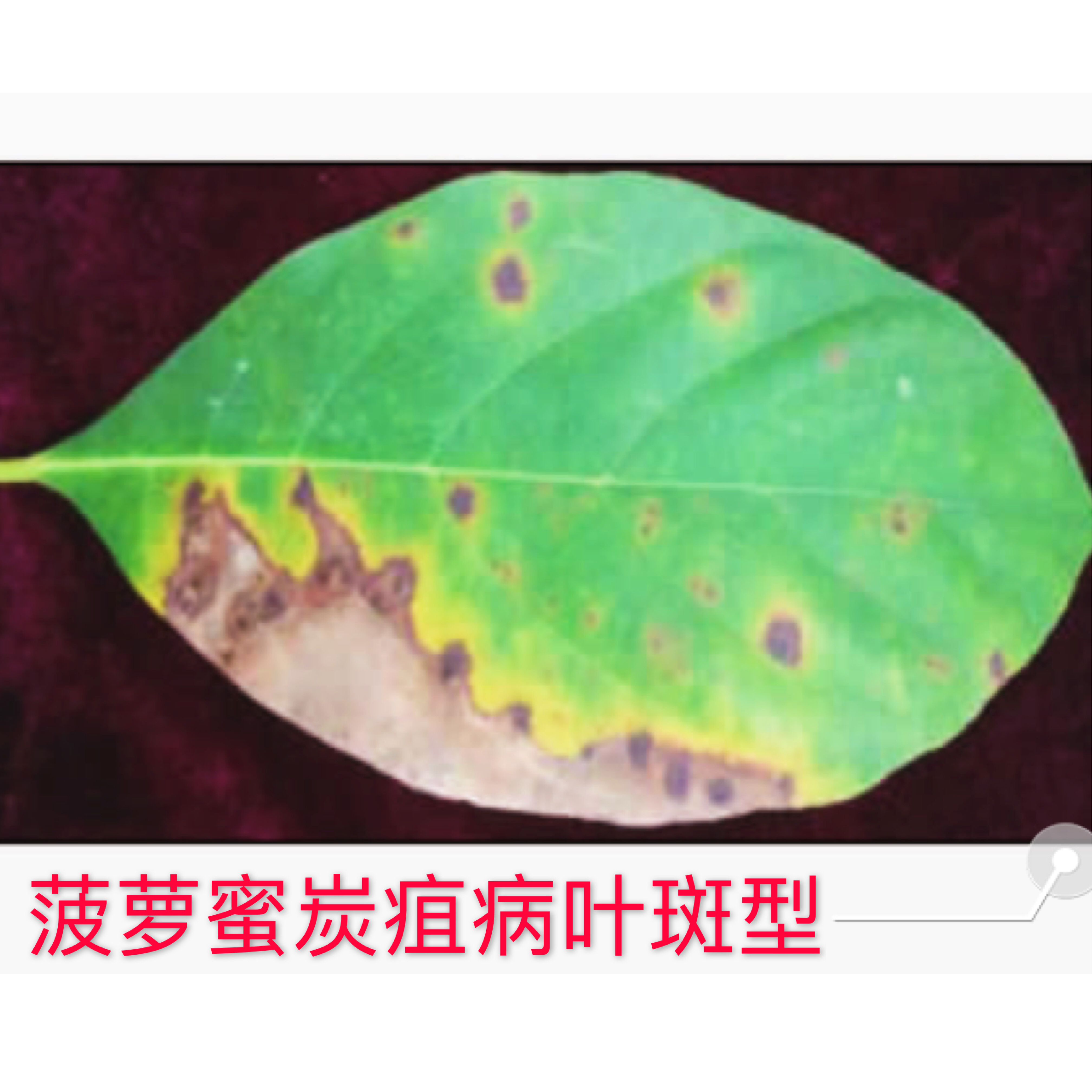 菠萝蜜树病菌防治方法,菠萝蜜怎样防治挂果初期果腐病